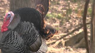 Turkey Tips 101