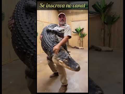 TRAJADÃO DE LACOSTEIRA 🦎😎 #Shorts