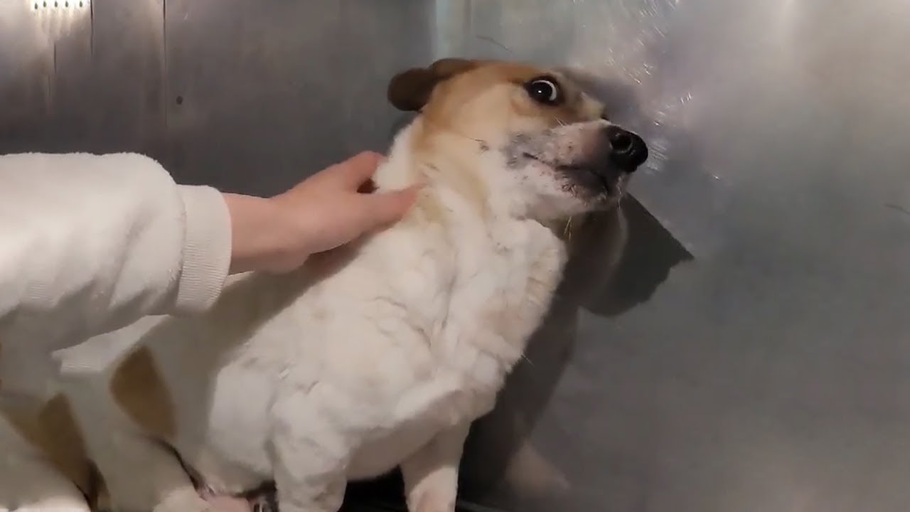 After 200 Days of Fear, He Finally Found Joy and Confidence to Explore the World with Me