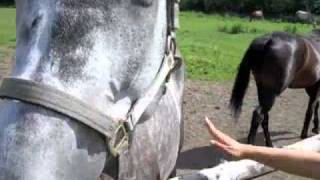 preview picture of video 'Beautiful Horses in Czech Republic near Hluboka-Ceske Budejovice'