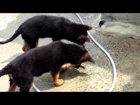 Valeska and Veit - 3 females.wmv