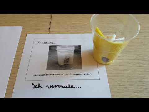 Experiment Bohnenprojekt