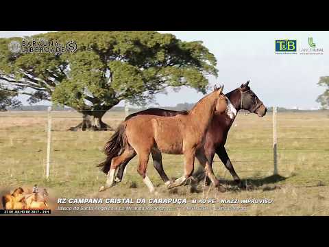 RZ CAMPANA CRISTAL DA CARAPUCA_Leilão Virtual Cabanha Baraúna e Liberdade - 27/7/17