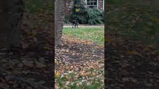 Video preview image #1 Australian Kelpie-Unknown Mix Puppy For Sale in Mt. Laurel, NJ, USA