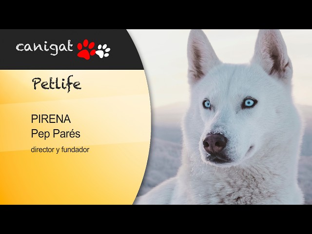 Vídeo relacionado con Mushing.Deporte Perros Pirineo