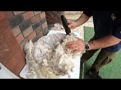 کوتاهی مو سگ در دهکده سزار 😍 جدا از کوتاهی مو تدی، اون هستی کوچولو رو ببینید آخه😁