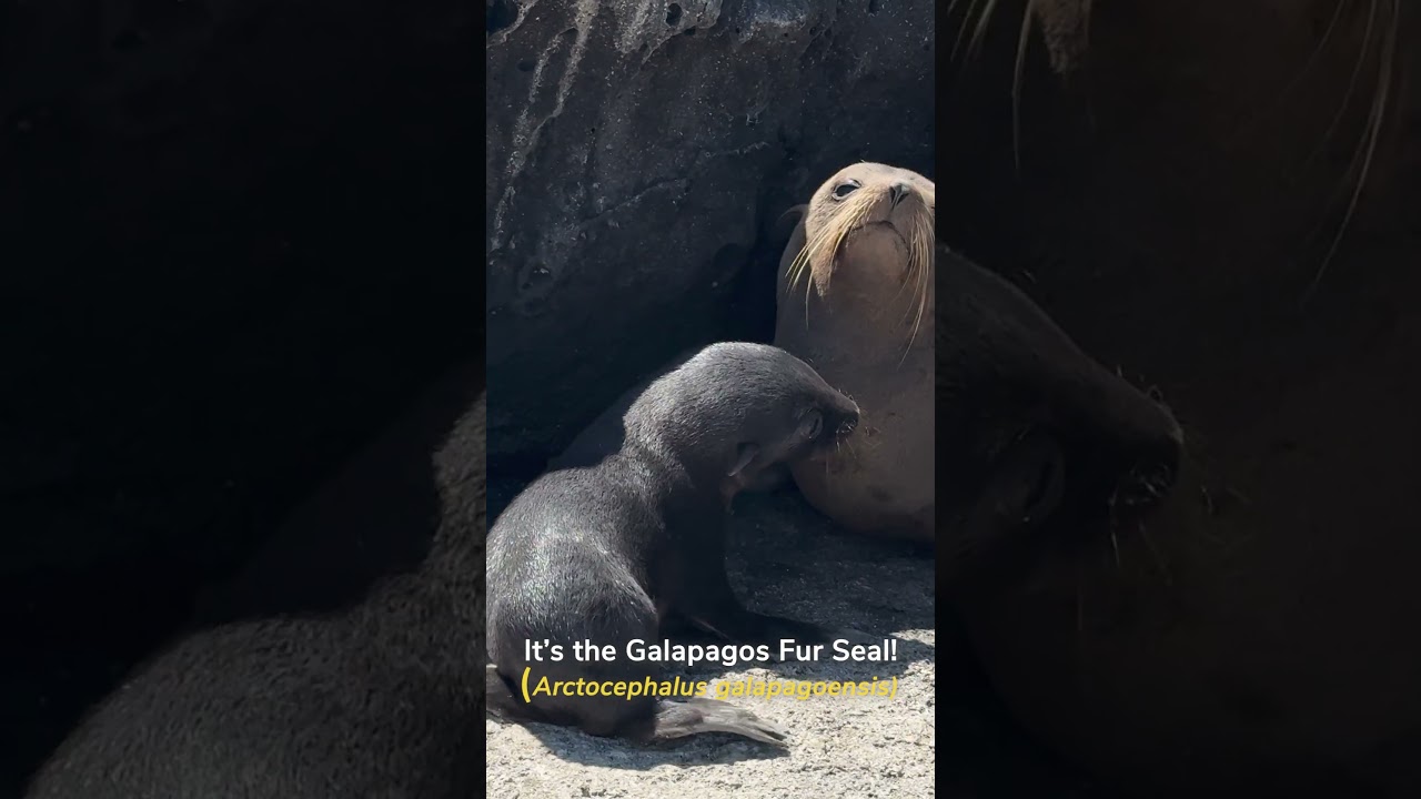 What Animal Makes This Sound?