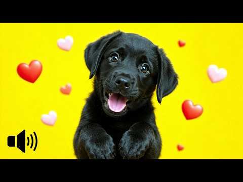 Sounds Dogs Love - 10 Sounds That Dogs Like To Hear The Most