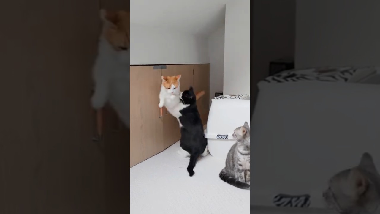 Cats Play Fighting | 4K