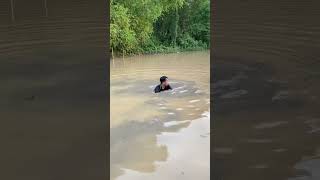 Download lagu Floods floods destroy 1 meter monster snakehead fish #floods #predators #monsters #snakehead #sna... mp3 Download lagu Floods floods destroy 1 meter monster snakehead fish #floods #predators #monsters #snakehead #sna... mp3