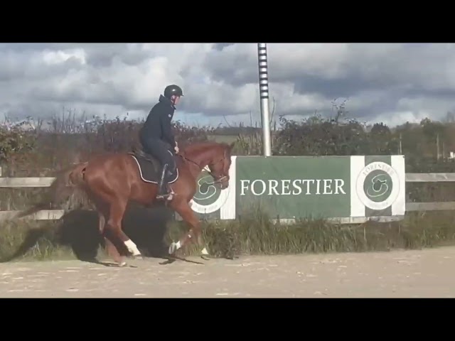 Selle français 4 ans. 