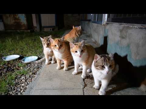 길냥이 식사 집합