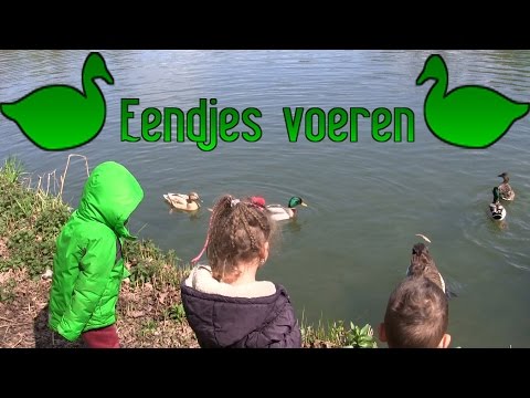 Vlog 186: Eendjes voeren! GAAT NIETS FOUT?!?!
