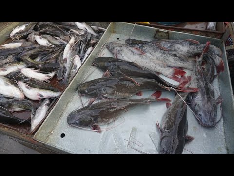 Amazing Site Distribute Fish, SeaFood @Chhbar Ampov Bridge - Morning Fish Market Scenes