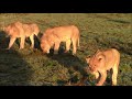 Lemuny Sub Adults With What Is Left Of A Wildebeest Kill