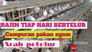 Download lagu 🔴Campuran pakan ayam arab petelur dikasih herbal gak gampang sakit ayam rajin bertelur mp3 Download lagu 🔴Campuran pakan ayam arab petelur dikasih herbal gak gampang sakit ayam rajin bertelur mp3
