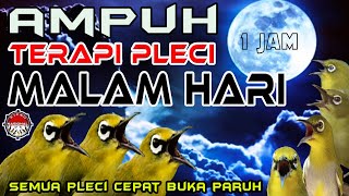 Download lagu Terapi Pleci Malam Hari Terbaru Agar Pleci Buka Paruh, Terapi Pleci Malam  Agar Siang Bogkar Isian mp3