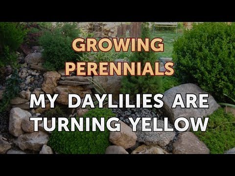 Can I Propagate a Peony From a Cutting