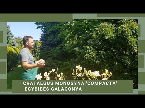 A TÖVISTELEN egybibés galagonya | Crataegus monogyna 'Compacta' – Egybibés galagonya