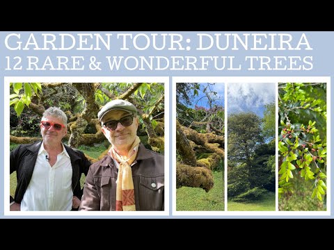 Garden Tour: historic, rare and unusual trees in the gardens of Duneira.