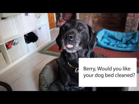 download lagu mp3 mp4 Pets And Leisure Dog Beds, download lagu Pets And Leisure Dog Beds gratis, unduh video klip Pets And Leisure Dog Beds