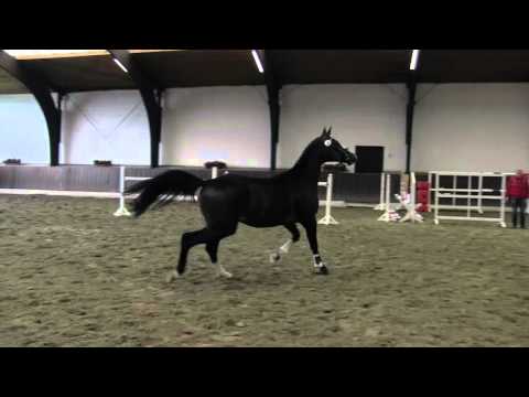 Junghengst v. Connor Cassiano