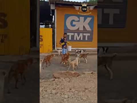 dogs feeding in lockdown bhopal