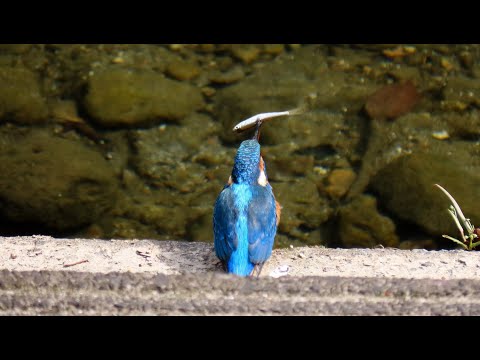 カワセミMOVIE 211018AM吾平山上陵100日参拝記念