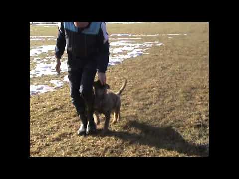 Salome z údolí Úpy (Karo x Orla z údolí Úpy) - poslušnost 3 měsíce