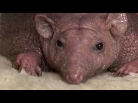 Meet Nelson the spineless hedgehog