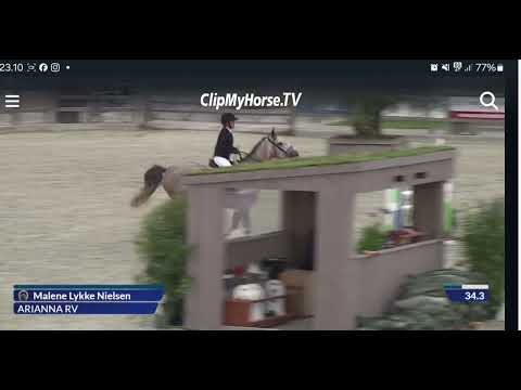 Arianna RV 6 yo mare by Actionman Ask Z/Lancer II at Stutteri Ask August 2024