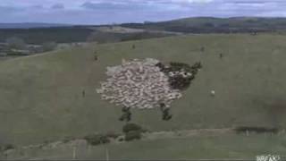 Extreeme shepherding