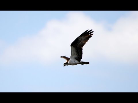 Fun things to do in Grand Rapids - Fishing & Bird watching