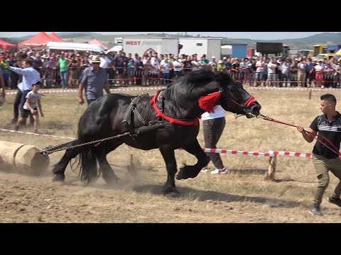 Concurs cu cai de tractiune Proba de simplu Negresti Oas, Satu Mare 13 August 2022 Nou!!!
