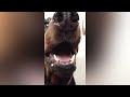 Dobermann - Funny Doberman Dog Compilation NEW
