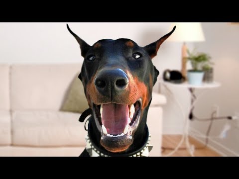 download lagu mp3 mp4 Dobermann, download lagu Dobermann gratis, unduh video klip Dobermann