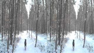 preview picture of video 'Wald im Winter 3D.mp4'