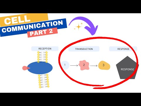 Chapter 11: Cell Communication Part 2: Transduction and Cellular Response