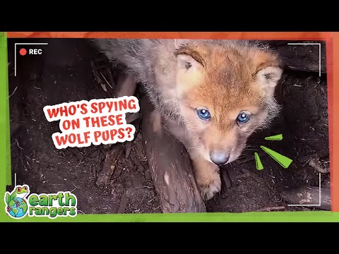 Secret Spies Are Watching These Wolf Pups… But Why??? | Earth Rangers