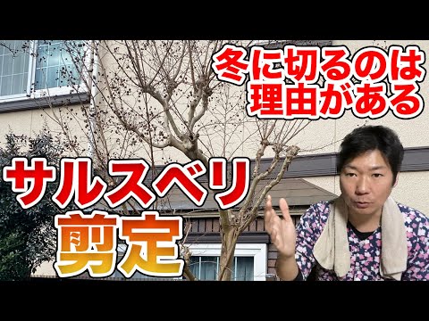 インドライラックの色あせた花は切ったほうがいいでしょうか？夏のサルスベリの剪定について知っておくべきことすべて  庭園