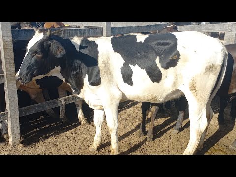Feira de gado .novihas pra leite em Dois Riachos Alagoas 25/03/26#nordeste