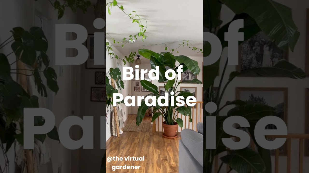 indoor stylish large-leafed plants