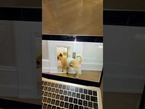 OUR DOG HAS AN ELEVATOR 😱😂