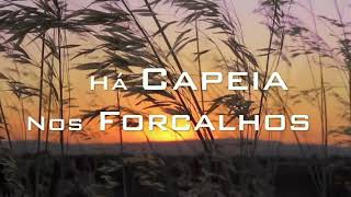 preview picture of video 'Capeia dos Forcalhos - Ano 2012'