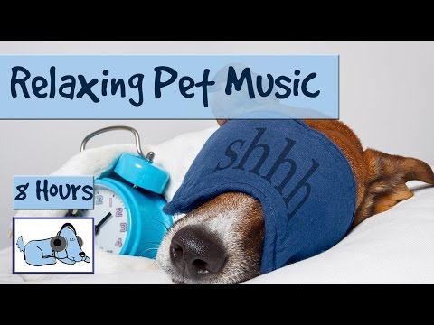 8 HOURS OF RELAX MY DOG MUSIC!! Longest Video Yet! Relaxing Pet Music, Soundsweep 🐶 RMD03