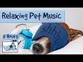 8 HOURS OF RELAX MY DOG MUSIC!! Longest Video Yet! Relaxing Pet Music, Soundsweep 🐶 RMD03