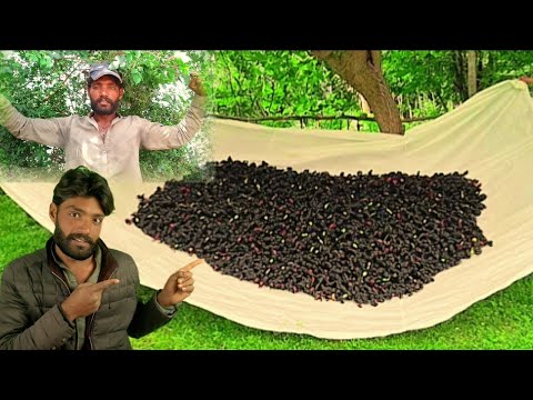 Mulberry is very sweet