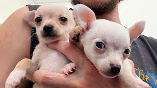 Finally Naming My Tiny Rescue Chihuahua Puppies!