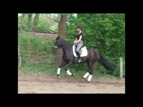 FABIA 4j. v. Fantastic - Weltmeyer VB 8.500,- Euro