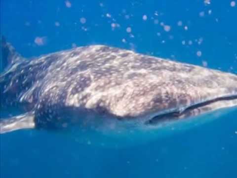 pourquoi les poissons remontent a la surface de l'aquarium